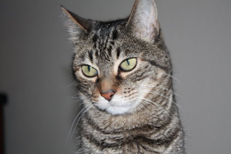 Picture of a cat / kitten / feline