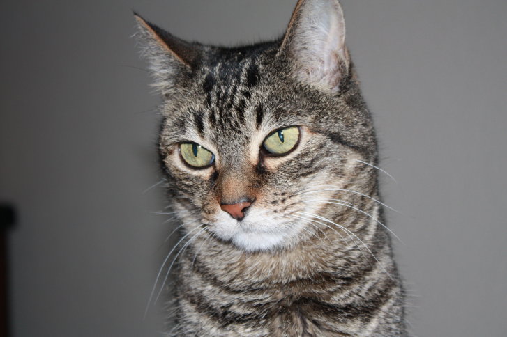 Picture of a cat / kitten / feline