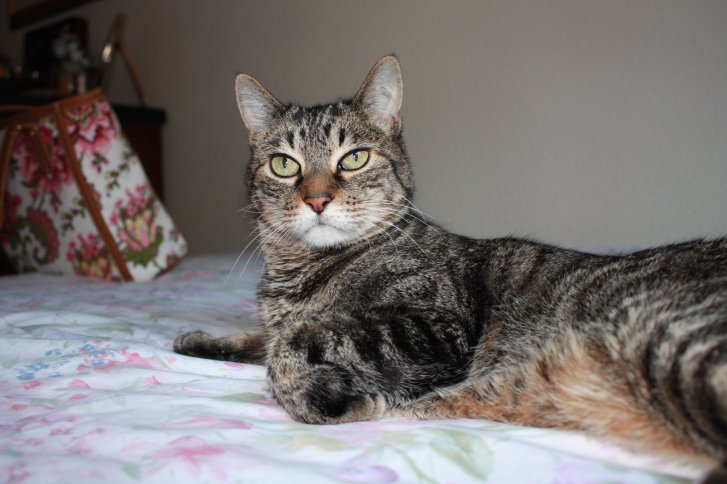 Picture of a cat / kitten / feline