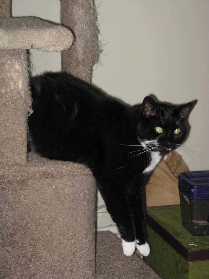 Picture of a cat / kitten / feline