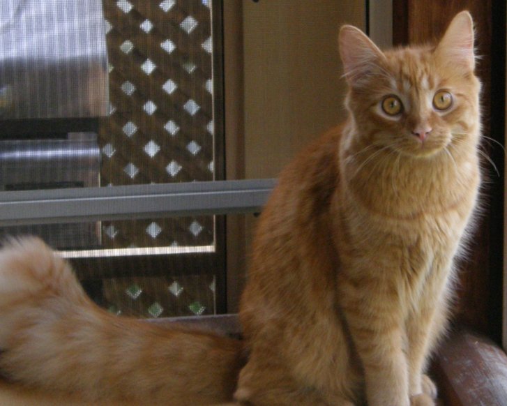 Picture of a cat / kitten / feline