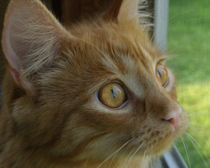 Picture of a cat / kitten / feline