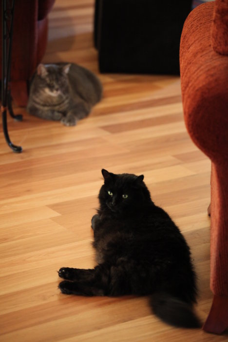 Picture of a cat / kitten / feline