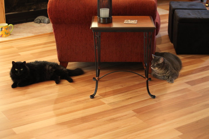 Picture of a cat / kitten / feline