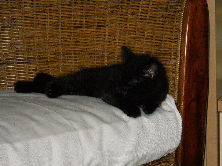 Picture of a cat / kitten / feline