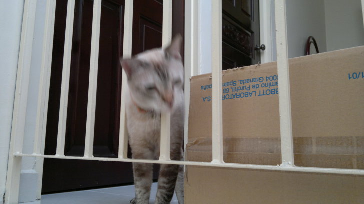 Picture of a cat / kitten / feline