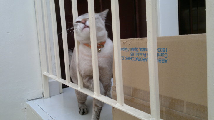 Picture of a cat / kitten / feline