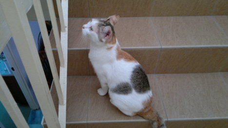 Picture of a cat / kitten / feline