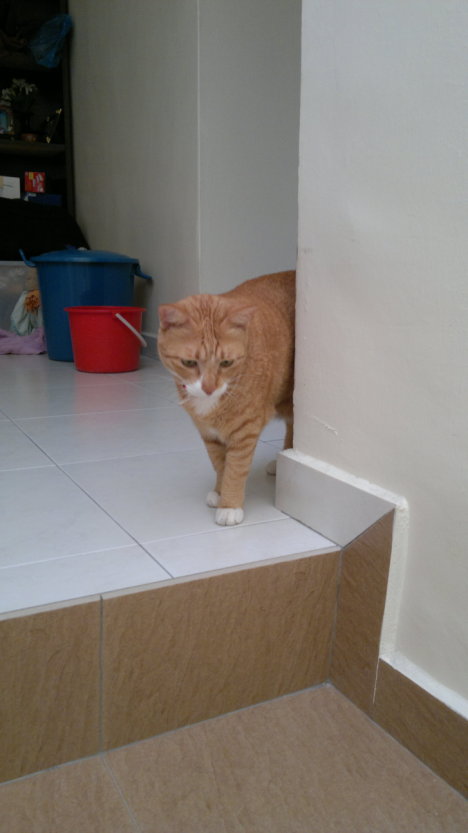 Picture of a cat / kitten / feline