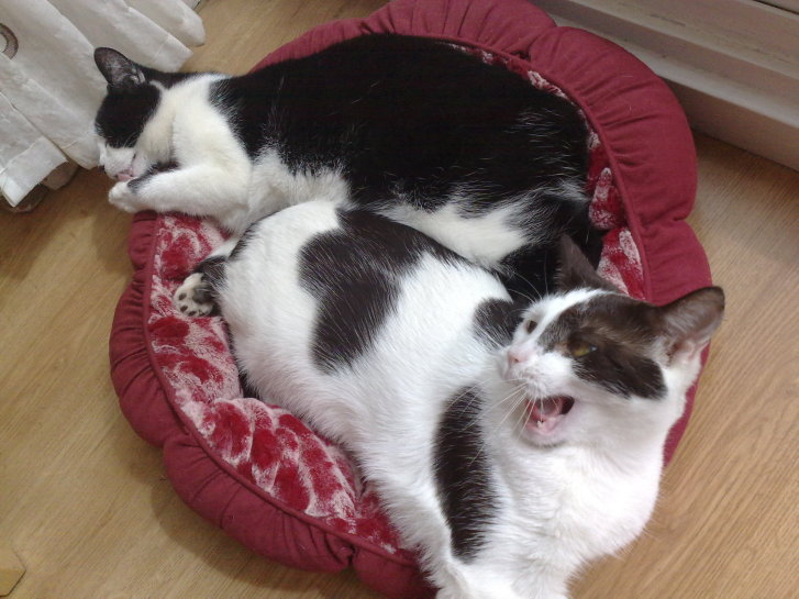 Picture of a cat / kitten / feline