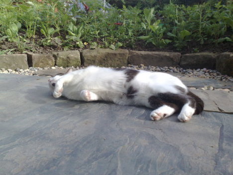 Picture of a cat / kitten / feline