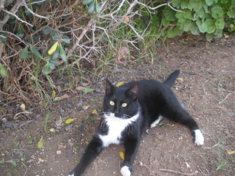 Picture of a cat / kitten / feline