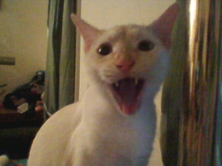 Picture of a cat / kitten / feline