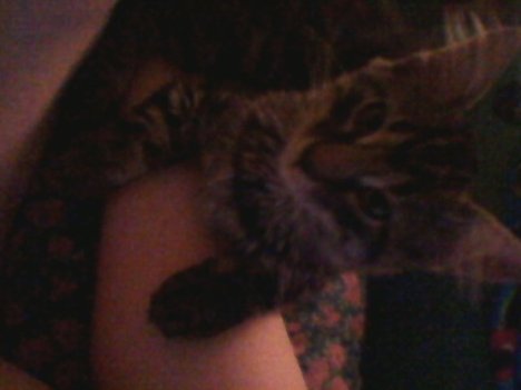 Picture of a cat / kitten / feline