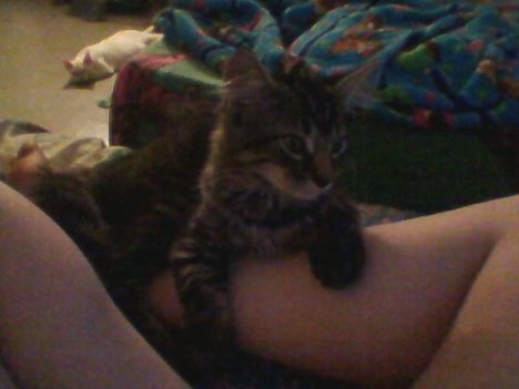 Picture of a cat / kitten / feline