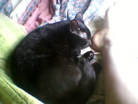 Picture of a cat / kitten / feline