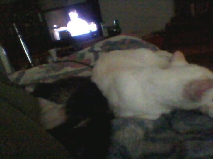 Picture of a cat / kitten / feline