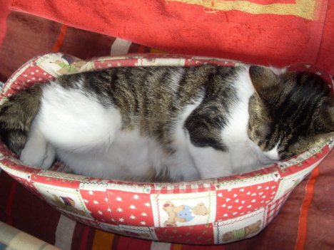 Picture of a cat / kitten / feline