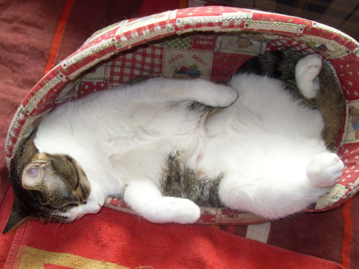 Picture of a cat / kitten / feline