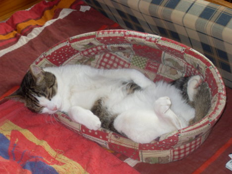 Picture of a cat / kitten / feline