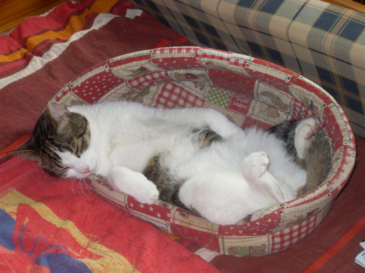 Picture of a cat / kitten / feline