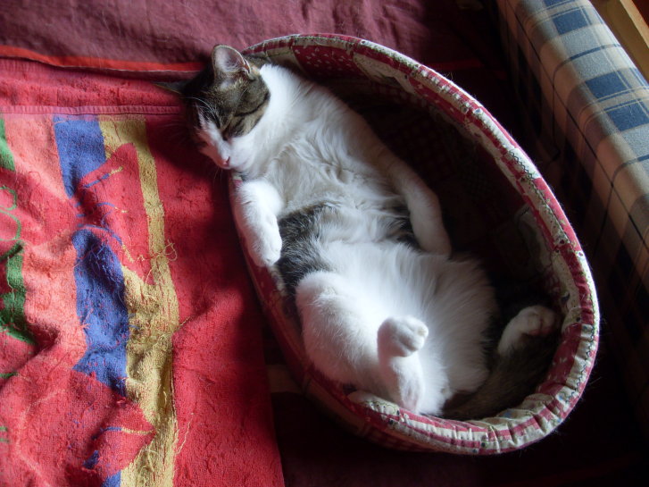 Picture of a cat / kitten / feline