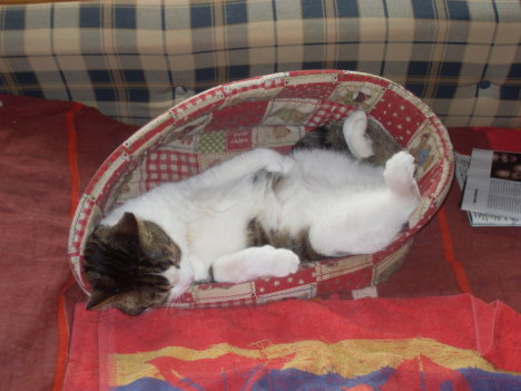 Picture of a cat / kitten / feline