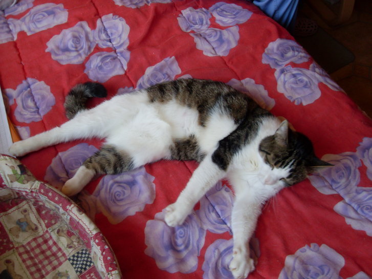 Picture of a cat / kitten / feline