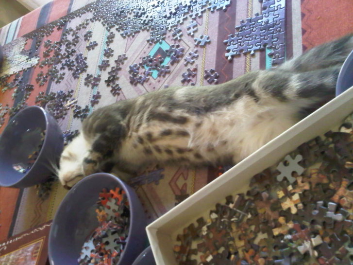 Picture of a cat / kitten / feline