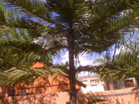 Picture of a cat / kitten / feline