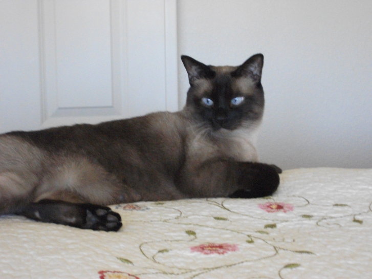 Picture of a cat / kitten / feline