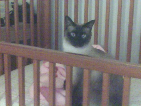 Picture of a cat / kitten / feline