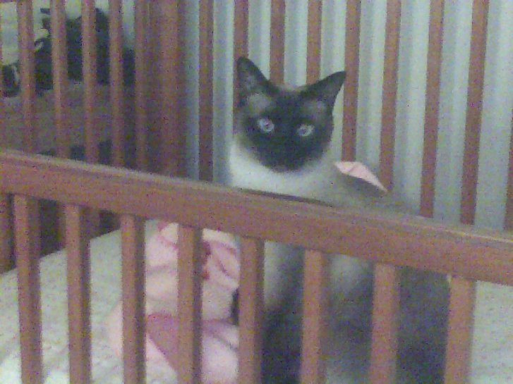 Picture of a cat / kitten / feline