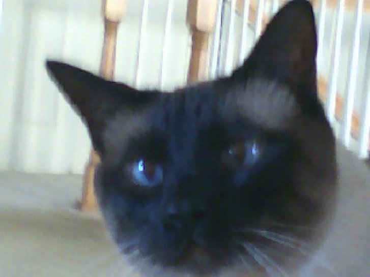 Picture of a cat / kitten / feline