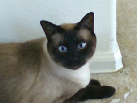 Picture of a cat / kitten / feline