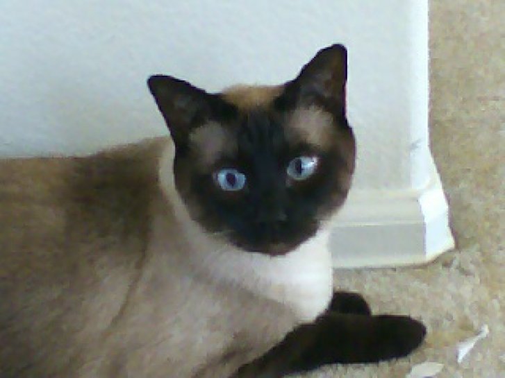 Picture of a cat / kitten / feline