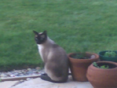 Picture of a cat / kitten / feline