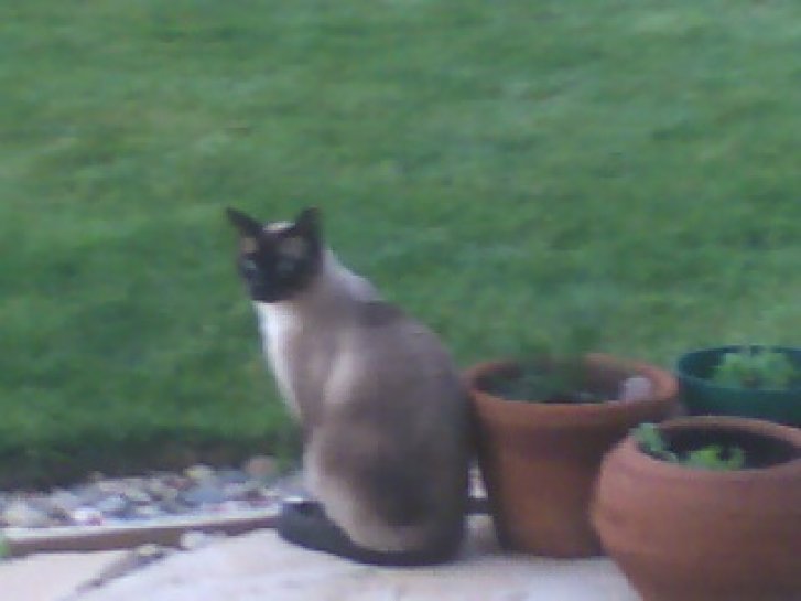 Picture of a cat / kitten / feline