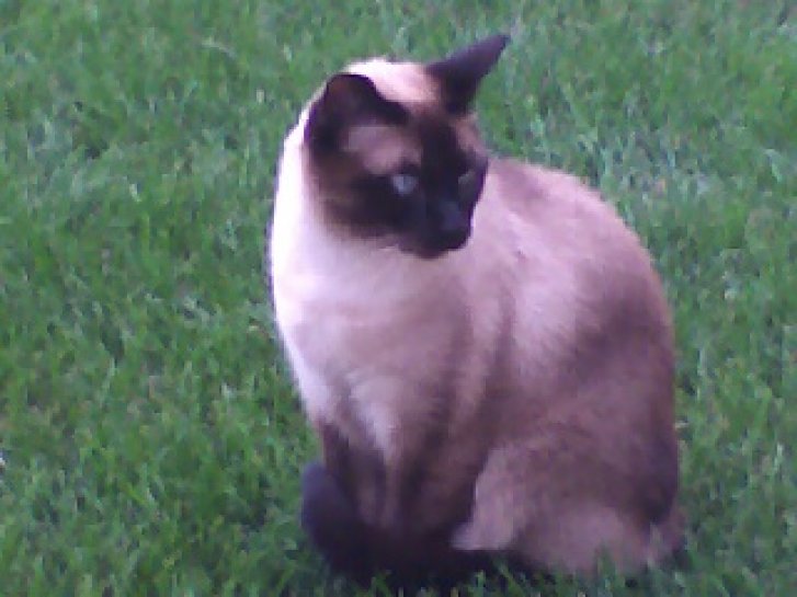 Picture of a cat / kitten / feline