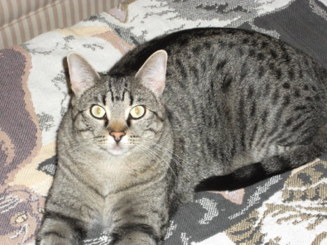 Picture of a cat / kitten / feline