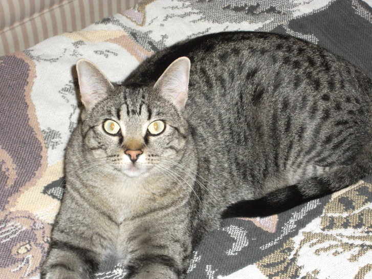 Picture of a cat / kitten / feline