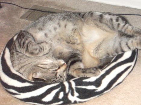 Picture of a cat / kitten / feline