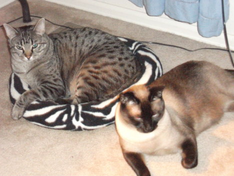 Picture of a cat / kitten / feline