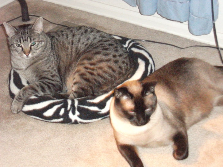 Picture of a cat / kitten / feline