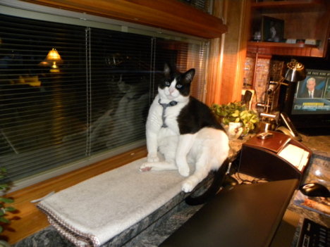 Picture of a cat / kitten / feline