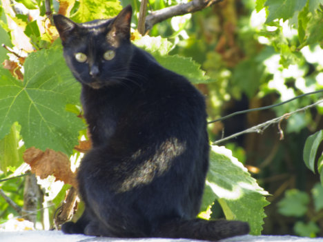 Picture of a cat / kitten / feline