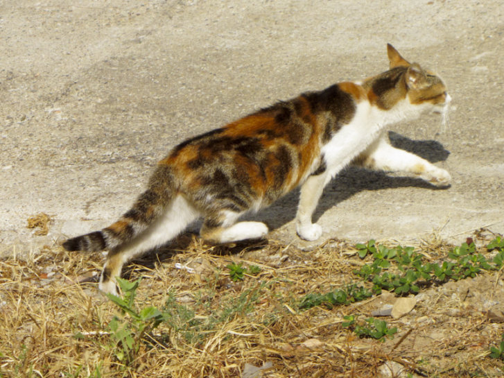 Picture of a cat / kitten / feline