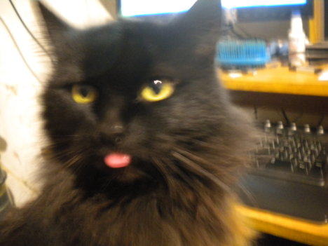 Picture of a cat / kitten / feline