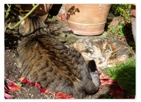 Picture of a cat / kitten / feline