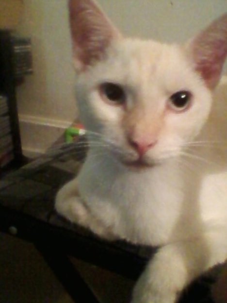 Picture of a cat / kitten / feline